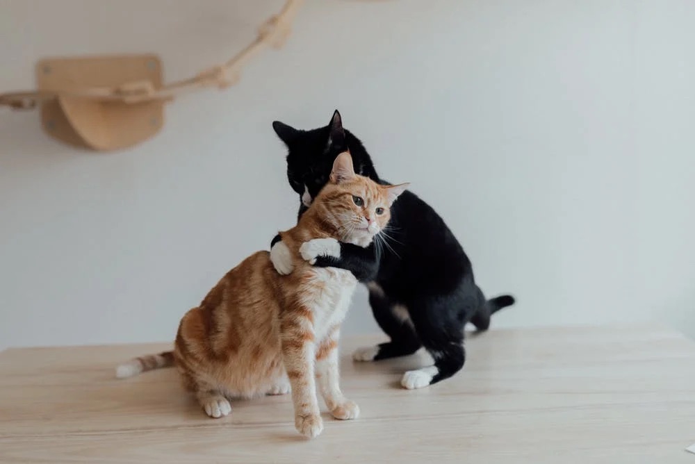 ペット防災グッズ】もしもの時に愛猫を守るアイテム！猫の「防災グッズ」おすすめ10選 | 猫と暮らしのblog